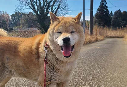 老犬ホーム事業